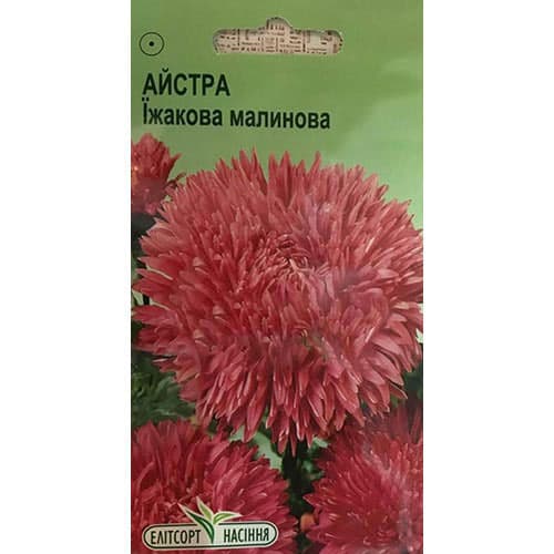 Астра Ежиковидная малиновая Элитсорт рисунок 1 артикул 95078