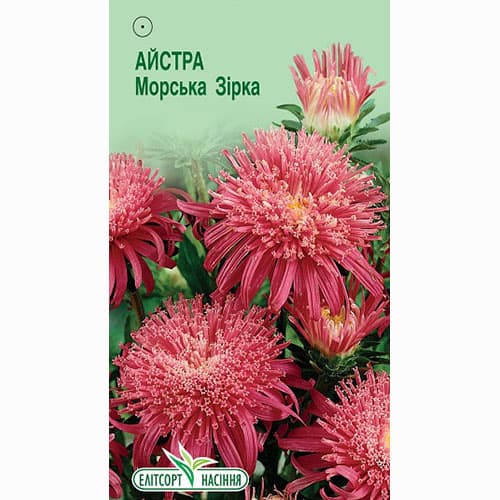 Астра Морская звезда Элитсорт рисунок 1 артикул 95084