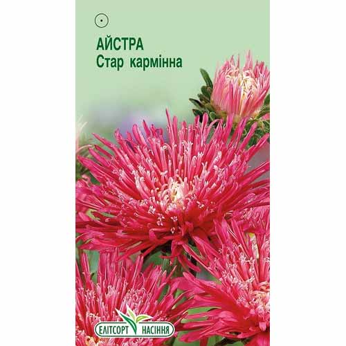 Астра Стар карминная Элитсорт рисунок 1 артикул 85926