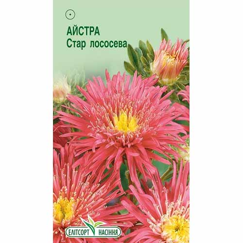 Астра Стар лососевая Элитсорт рисунок 1 артикул 85927