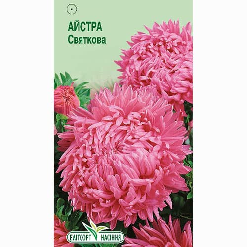 Астра Праздничная Элитсорт рисунок 1 артикул 95085