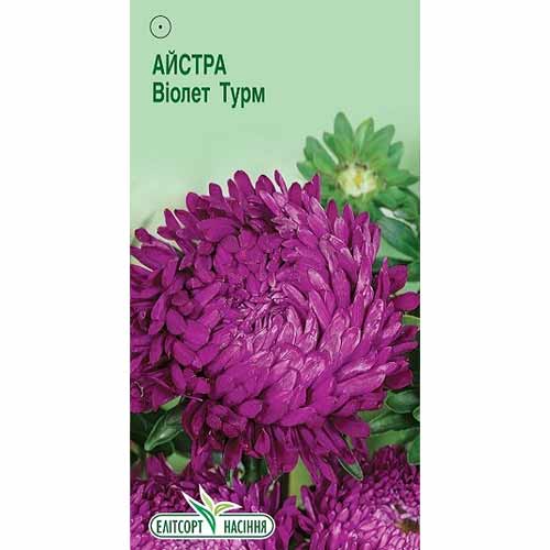 Астра Виолет Турм Элитсорт рисунок 1 артикул 85901