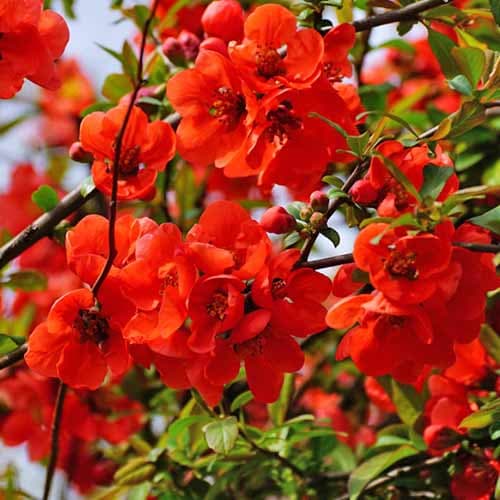 Айва японська Ніколін зображення 1 артикул 4706