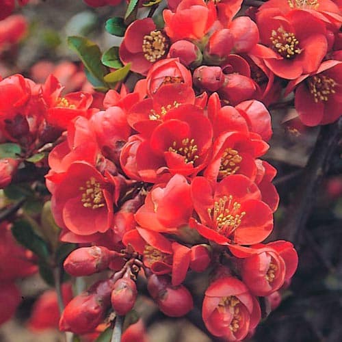 Айва японська Файр Данс зображення 1 артикул 9176