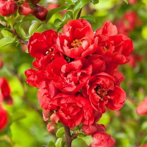 Айва японська Ред Джой зображення 1 артикул 9203