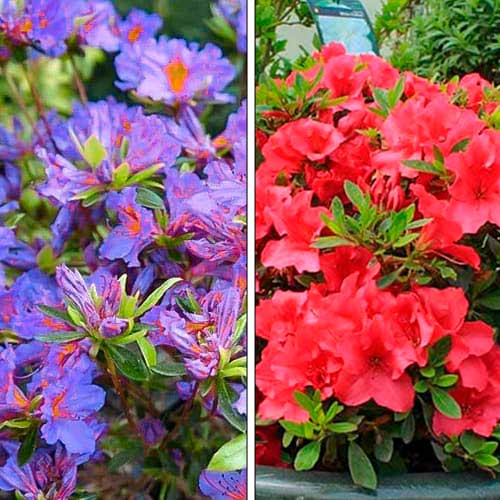 Азалия, микс рисунок 1 артикул 76706