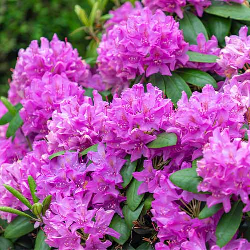 Азалія японська Geisha Purple зображення 1 артикул 9658