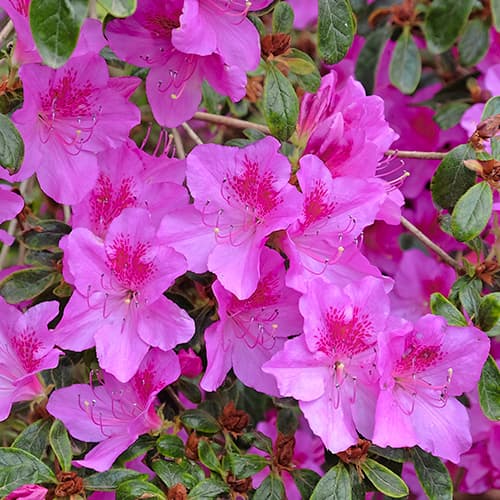 Азалия японская Konigstein рисунок 1 артикул 5643