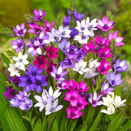 Бабиана Стрикта, микс рисунок 1 артикул 76380