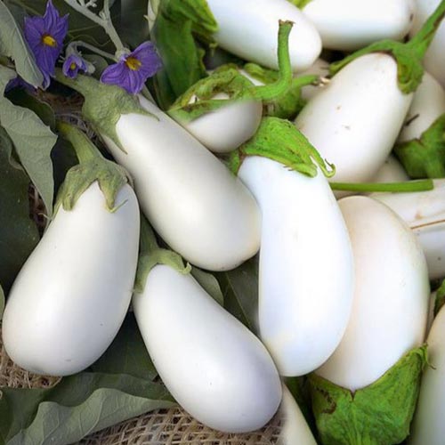 Баклажан Альбіно F1, насіння  зображення 1 артикул 65473