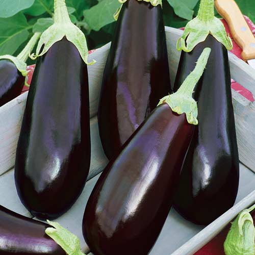 Баклажан Анет F1 рисунок 1 артикул 72069