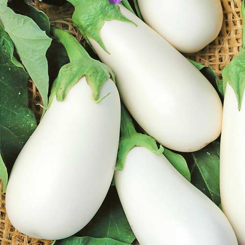 Баклажан Бибо F1 рисунок 1 артикул 72070