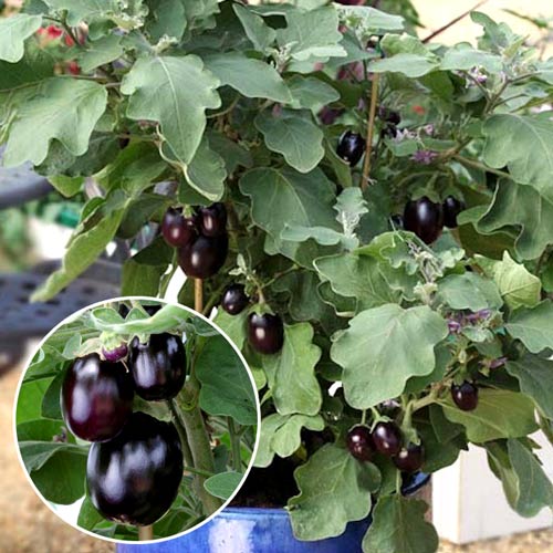 Баклажан Бэйби Блэк F1, плазменные семена рисунок 1 артикул 65263