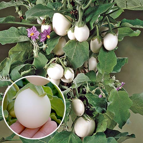 Баклажан Бэйби Уайт F1, плазменные семена рисунок 1 артикул 65261