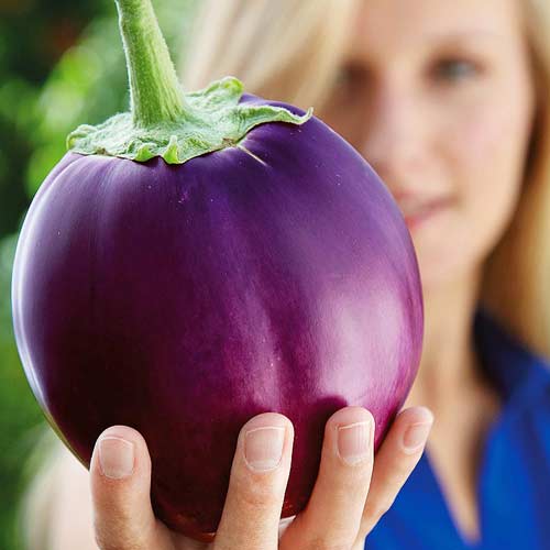 Баклажан Глобус, насіння артикул фото 1 Баклажан Глобус, насіння зображення 1 артикул 72071