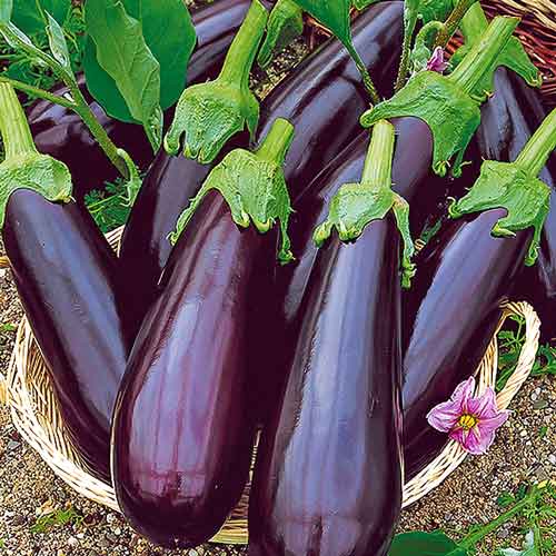 Баклажан Найт Леді F1 зображення 1 артикул 72701