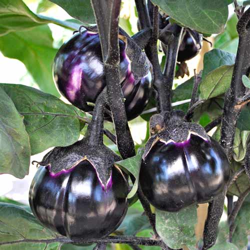 Баклажан Трюфель F1, семена рисунок 1 артикул 65324