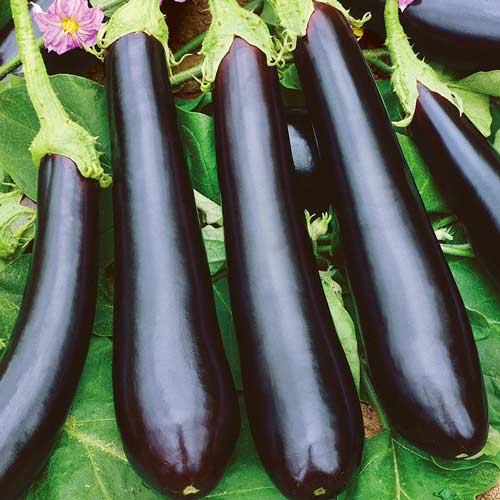 Баклажан Илья Муромец рисунок 1 артикул 65203