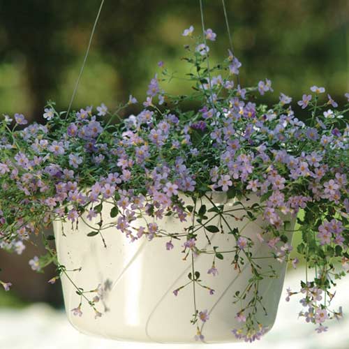 Бакопа Блутопія голуба Садиба центр зображення 1 артикул 89115