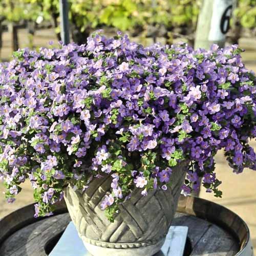 Бакопа Блутопія зображення 1 артикул 72733