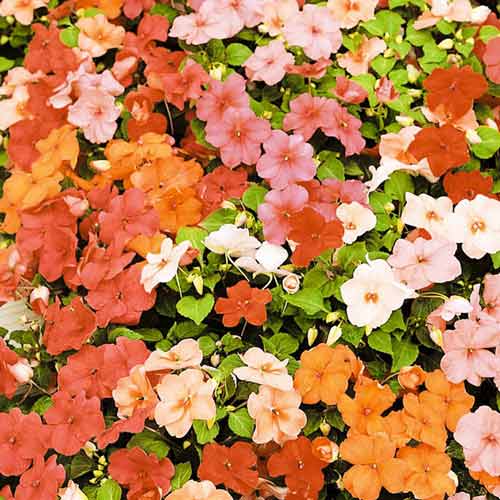 Бальзамин Дивайн F1, смесь окрасок рисунок 1 артикул 72074