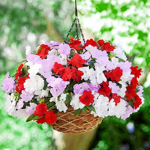 Бальзамин новогвинейский Дивайн F1, смесь окрасок артикул фото 1 Бальзамин новогвинейский Дивайн F1, смесь окрасок рисунок 1 артикул 66200