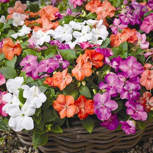 Бальзамин садовый низкорослый, смесь окрасок рисунок 1 артикул 66253