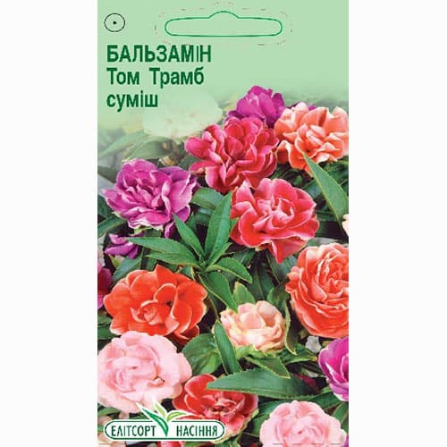 Бальзамін Том Трамб, суміш забарвлень Елітсорт зображення 1 артикул 95096