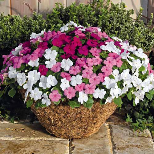 Бальзамин Уоллера F1, смесь окрасок рисунок 1 артикул 72076