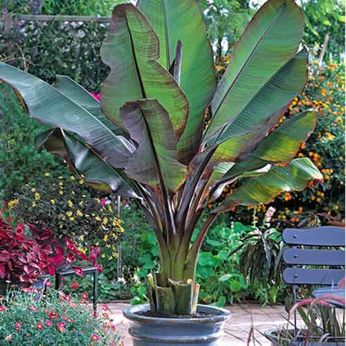 Банан Енсета Маурелі зображення 1 артикул 77810