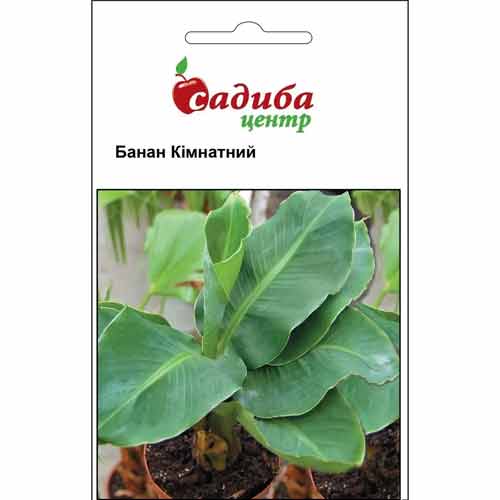 Банан кімнатний Садиба центр зображення 1 артикул 66201