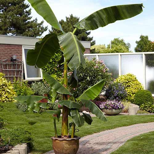 Банан Муса Басіо зображення 1 артикул 76634