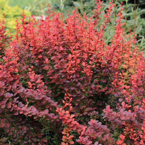 Барбарис тунберга Atropurpurea зображення 1 артикул 5645