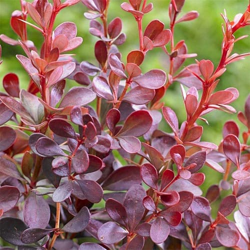 Барбарис тунберга Dart's Red Lady зображення 1 артикул 9001