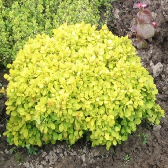 Барбарис тунберга Голдаліта зображення 1 артикул 9556