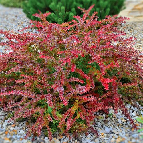 Барбарис тунберга Голден Ринг рисунок 1 артикул 9003