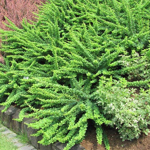 Барбарис Тунберга Грин Карпет (Green Karpet)  рисунок 1 артикул 2502