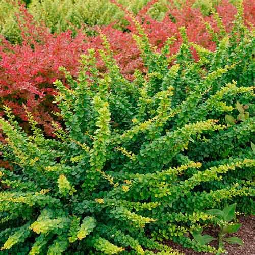 Барбарис тунберга Грин Орнамент рисунок 1 артикул 4710