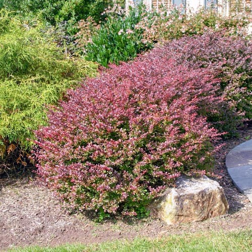 Барбарис Тунберга Кармен, саженцы рисунок 1 артикул 9557