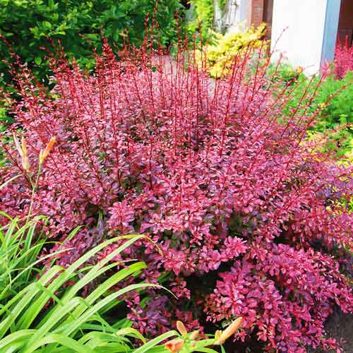 Барбарис Тунберга Пинк Квин рисунок 1 артикул 9508