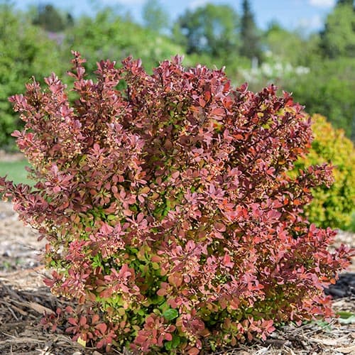 Барбарис тунберга Пинк Перфекшн рисунок 1 артикул 9558