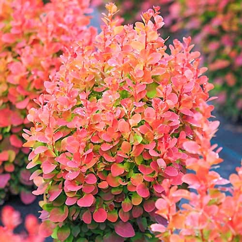 Барбарис тунберга Red Chief зображення 1 артикул 9002