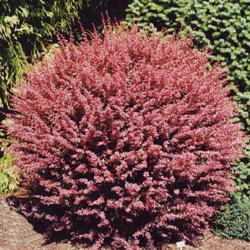 Барбарис Ред Карпет, саженцы рисунок 1 артикул 9004