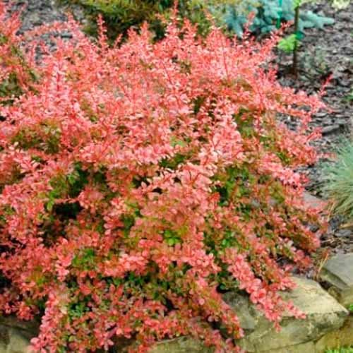 Барбарис Тунберга Ред Карпет, саженцы рисунок 1 артикул 4711