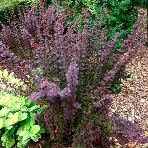 Барбарис тунберга Саммер Чоколэт рисунок 1 артикул 4712