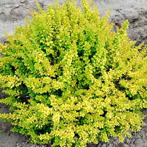 Барбарис тунберга Сенсейшен рисунок 1 артикул 4709