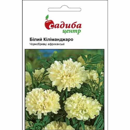 Бархатцы африканские Килиманджаро белый Садиба центр артикул фото 1 Бархатцы африканские Килиманджаро белый Садиба центр рисунок 1 артикул 72789