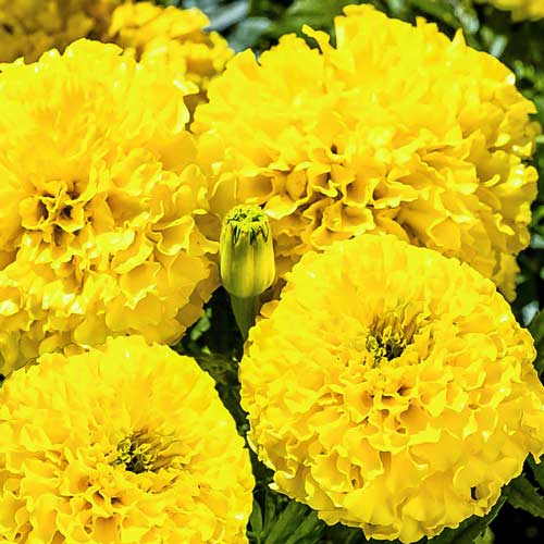 Чорнобривці Бурке Лимон зображення 1 артикул 66906