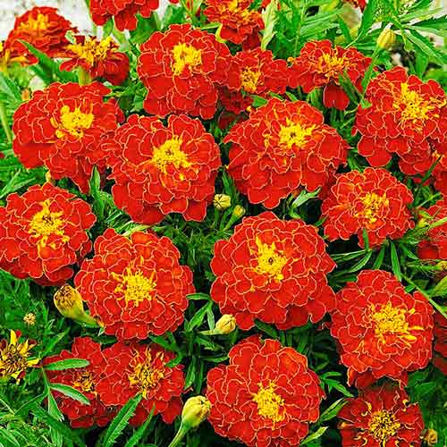 Чорнобривці Чері Леді, насіння зображення 1 артикул 70075