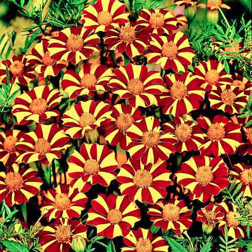 Чорнобривці Денді зображення 1 артикул 72679